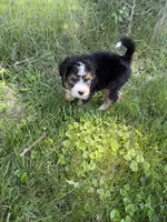 Sterling, a female Bernedoodle for sale in Pekin, IL – 7 of 8
