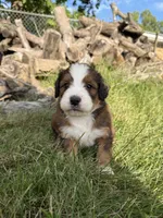 Opal, a female Bernedoodle for sale in Pekin, IL – 7 of 8