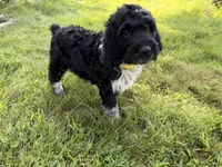 Toby, a male English Springer Spaniel and Poodle - Standard  for sale in Pekin, IL – 3 of 10