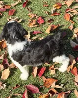 Remington - microchip # 7200, a male English Springer Spaniel and Poodle - Standard  for sale in Pekin, IL – 3 of 7