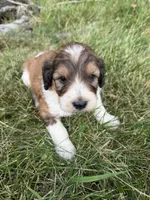 Zoey, a female English Springer Spaniel and Poodle - Standard  for sale in Pekin, IL – 5 of 10
