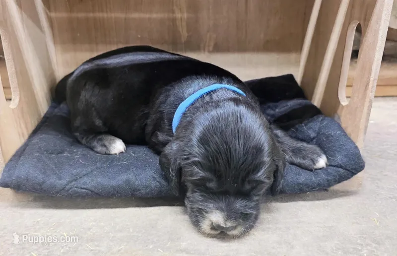 Blue collar  – English Springer Spaniel, Golden Retriever puppy for sale in Pekin, IL