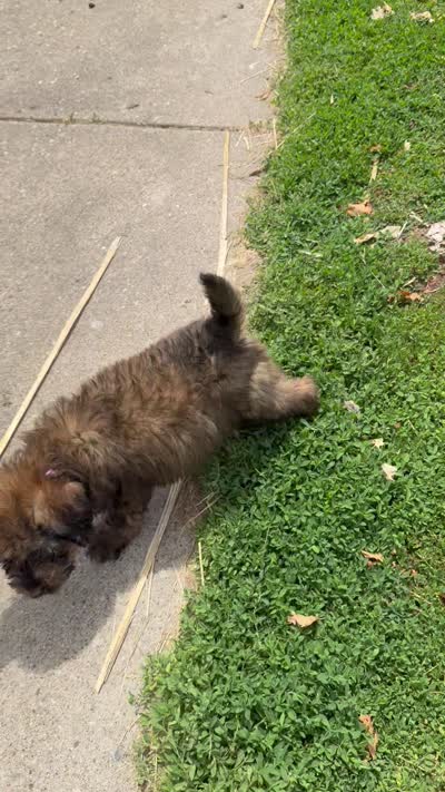Meadow , a female Goldendoodle for sale in Pekin, IL – 7 of 7
