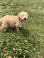 Gus, a male Goldendoodle for sale in Pekin, IL – 2 of 10