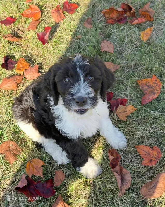 Weston- micro chip #7177, a male English Springer Spaniel and Poodle - Standard  for sale in Pekin, IL – 1 of 5