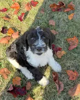 Weston- micro chip #7177, a male English Springer Spaniel and Poodle - Standard  for sale in Pekin, IL – 1 of 5