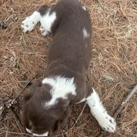 Willie 4715, a male English Springer Spaniel for sale in Pekin, IL – Photo 3 of 3