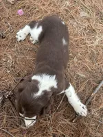 Willie 4715, a male English Springer Spaniel for sale in Pekin, IL – Photo 3 of 3