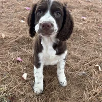 Willie 4715, a male English Springer Spaniel for sale in Pekin, IL – Photo 1 of 3