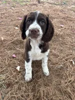 Willie 4715, a male English Springer Spaniel for sale in Pekin, IL – Photo 1 of 3