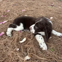 Willie 4715, a male English Springer Spaniel for sale in Pekin, IL – Photo 2 of 3