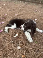 Willie 4715, a male English Springer Spaniel for sale in Pekin, IL – Photo 2 of 3