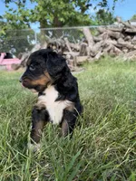 Tundra, a female Bernedoodle for sale in Pekin, IL – 4 of 7