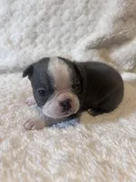Blue Girl, a female Boston Terrier for sale in Coalgate, OK – 6 of 6