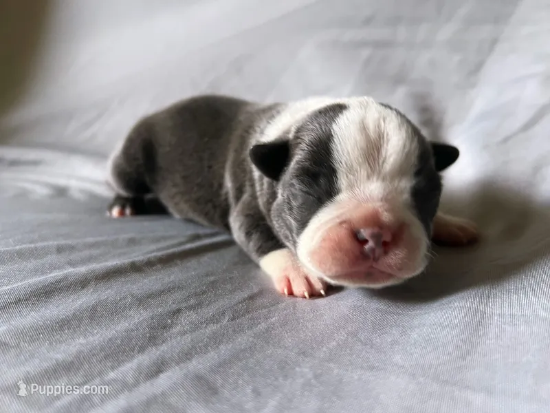 Blue Boy – Boston Terrier puppy for sale in Coalgate, OK