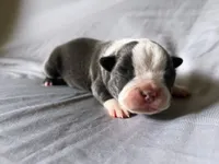 Blue Boy, a male Boston Terrier for sale in Coalgate, OK – 1 of 2