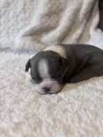 Blue Boy, a male Boston Terrier for sale in Coalgate, OK – 5 of 7
