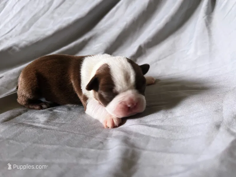 Red Boy – Boston Terrier puppy for sale in Coalgate, OK