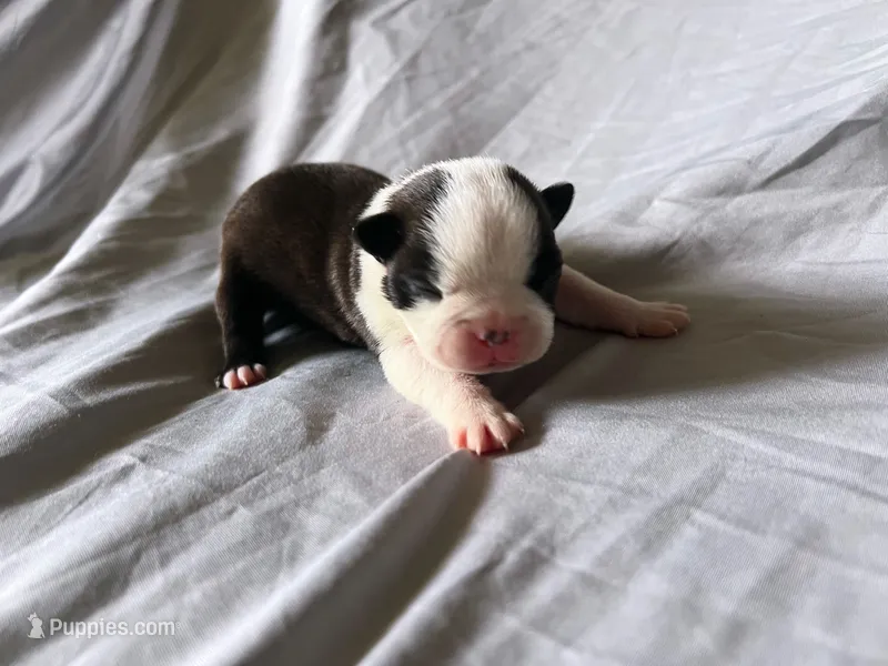 Brindle Girl – Boston Terrier puppy for sale in Coalgate, OK