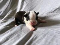 Brindle Girl, a female Boston Terrier for sale in Coalgate, OK – 1 of 3