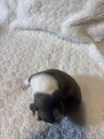 Blue Boy, a male Boston Terrier for sale in Coalgate, OK – 7 of 7