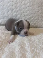 Champagne Girl, a female Boston Terrier for sale in Coalgate, OK – 4 of 5