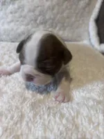 Brindle Girl, a female Boston Terrier for sale in Coalgate, OK – 4 of 5