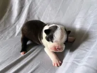 Brindle Girl, a female Boston Terrier for sale in Coalgate, OK – 2 of 3