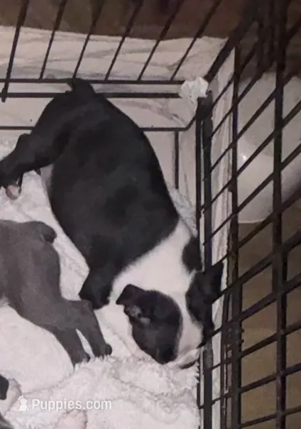 Black Girl – Boston Terrier puppy for sale in Coalgate, OK