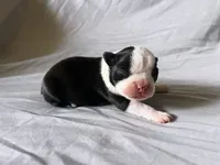 Black Girl, a female Boston Terrier for sale in Coalgate, OK – 2 of 3
