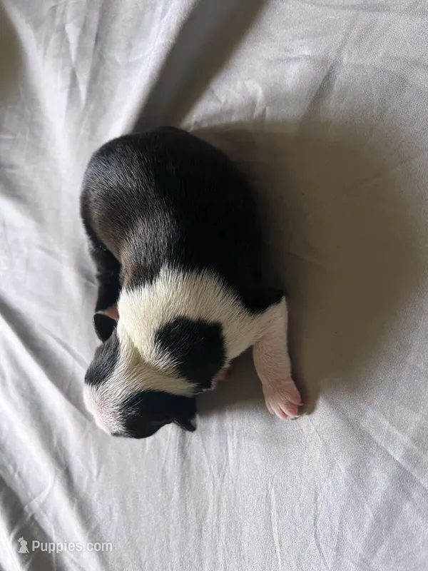 Black Girl – Boston Terrier puppy for sale in Coalgate, OK