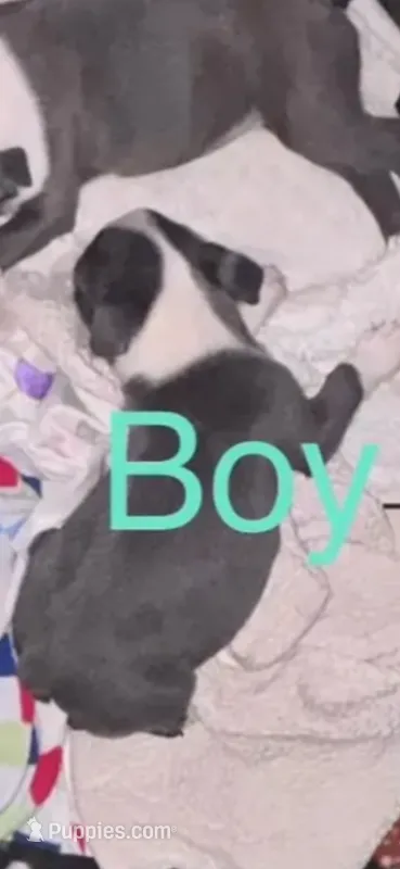 Blue Boy – Boston Terrier puppy for sale in Coalgate, OK
