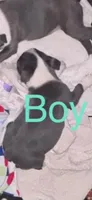 Blue Boy, a male Boston Terrier for sale in Coalgate, OK – 1 of 7