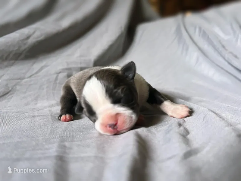Blue Girl – Boston Terrier puppy for sale in Coalgate, OK