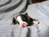 Blue Girl, a female Boston Terrier for sale in Coalgate, OK – 1 of 2