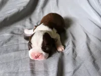 Red Boy, a male Boston Terrier for sale in Coalgate, OK – 2 of 2