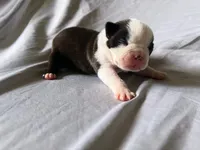 Brindle Girl, a female Boston Terrier for sale in Coalgate, OK – 3 of 3