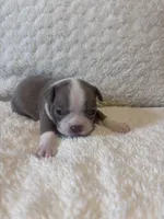 Champagne Girl, a female Boston Terrier for sale in Coalgate, OK – 5 of 5