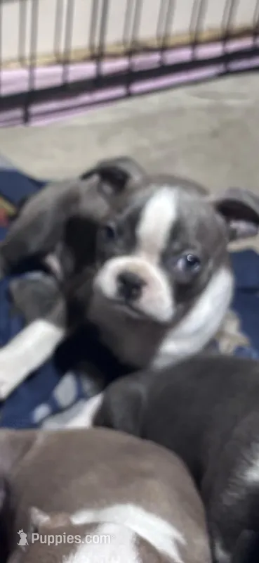 Blue Boy – Boston Terrier puppy for sale in Coalgate, OK