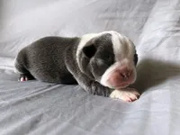 Blue Boy, a male Boston Terrier for sale in Coalgate, OK – 2 of 2