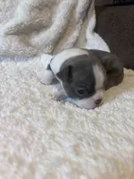 Blue Boy, a male Boston Terrier for sale in Coalgate, OK – 6 of 7