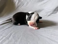Black Girl, a female Boston Terrier for sale in Coalgate, OK – 3 of 3