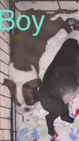 Red Boy, a male Boston Terrier for sale in Coalgate, OK – 1 of 6