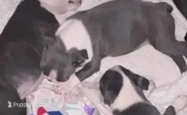 Blue Girl – Boston Terrier puppy for sale in Coalgate, OK