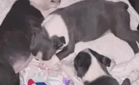 Blue Girl, a female Boston Terrier for sale in Coalgate, OK – 1 of 6