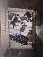 Red Boy, a male Boston Terrier for sale in Coalgate, OK – 2 of 6
