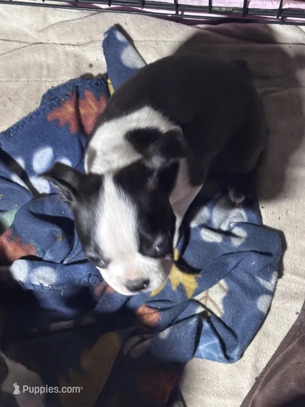 Black Girl – Boston Terrier puppy for sale in Coalgate, OK