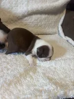 Red Boy, a male Boston Terrier for sale in Coalgate, OK – 5 of 6