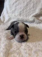 Blue Girl, a female Boston Terrier for sale in Coalgate, OK – 5 of 6