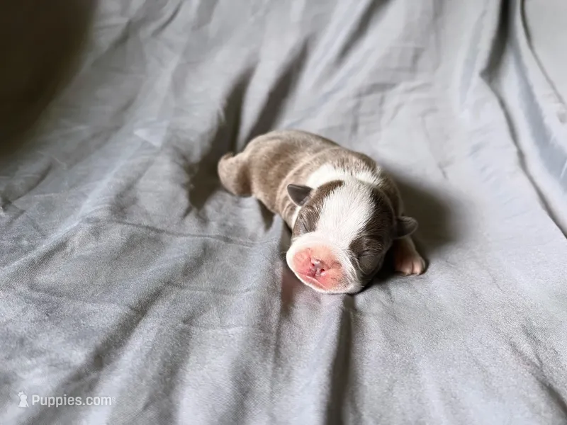 Champagne Girl – Boston Terrier puppy for sale in Coalgate, OK